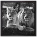 interessiertes Löwenpaar Kunst B&W auf Leinwandbild Quadratisch gerahmt Größe 40x40