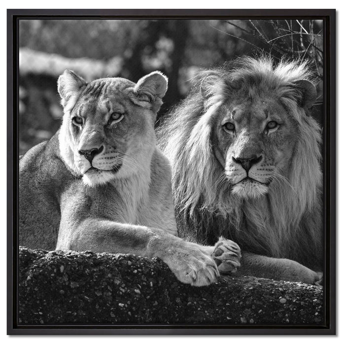 interessiertes Löwenpaar Kunst B&W auf Leinwandbild Quadratisch gerahmt Größe 60x60