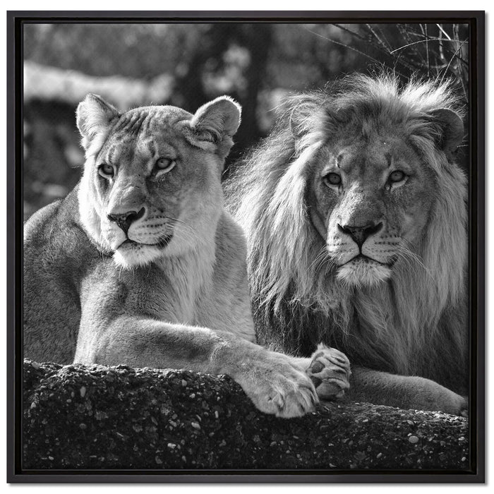 interessiertes Löwenpaar Kunst B&W auf Leinwandbild Quadratisch gerahmt Größe 70x70