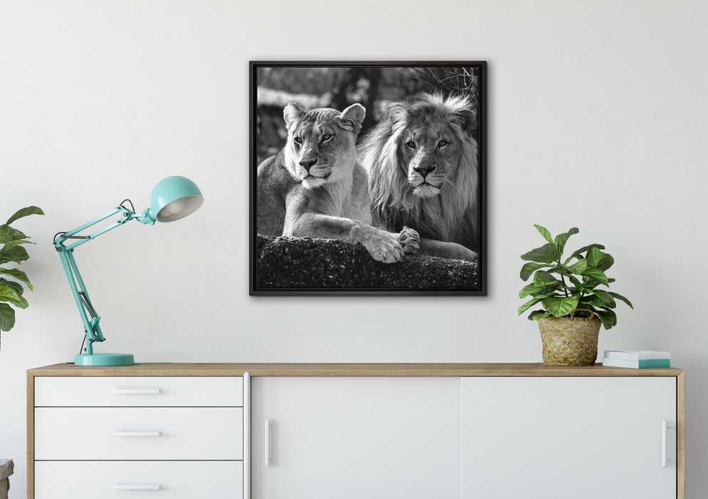 interessiertes Löwenpaar Kunst B&W auf Leinwandbild gerahmt Quadratisch verschiedene Größen im Wohnzimmer