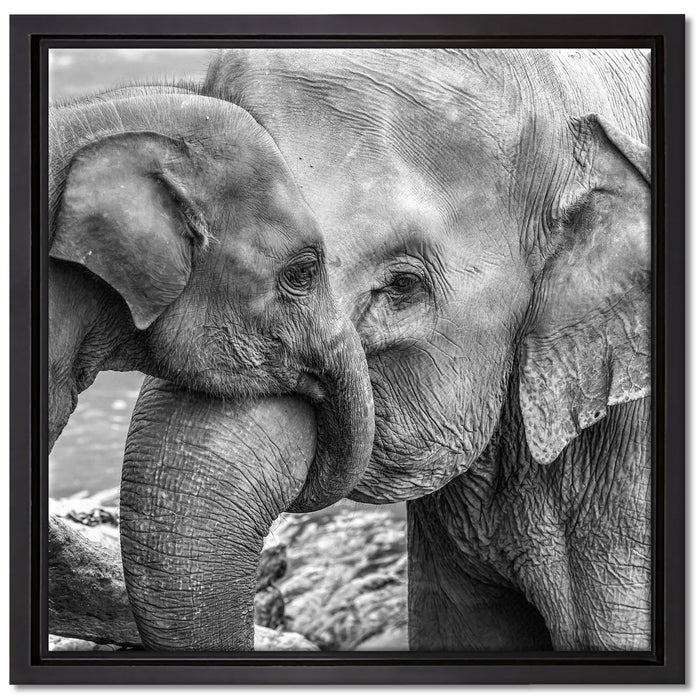 Elefantenmutter mit Kalb B&W auf Leinwandbild Quadratisch gerahmt Größe 40x40