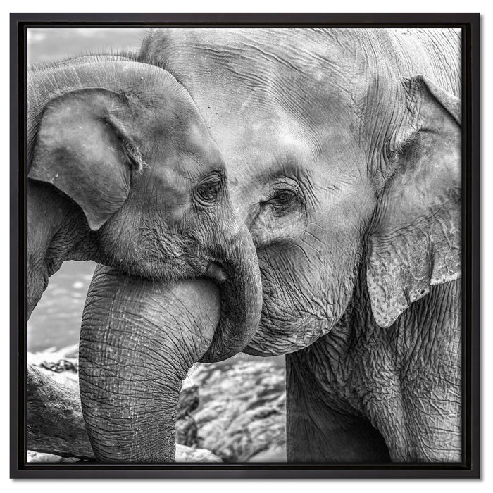 Elefantenmutter mit Kalb B&W auf Leinwandbild Quadratisch gerahmt Größe 60x60