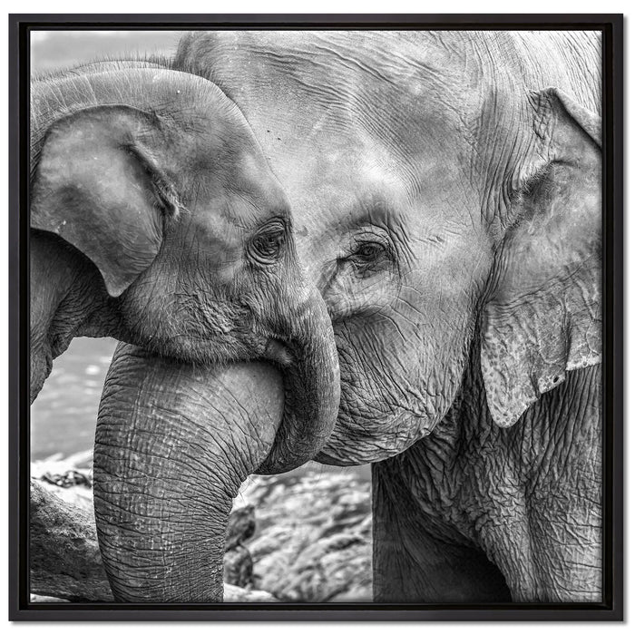 Elefantenmutter mit Kalb B&W auf Leinwandbild Quadratisch gerahmt Größe 70x70