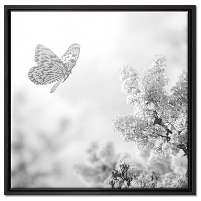 Schmetterling Kirschblüten auf Leinwandbild Quadratisch gerahmt Größe 60x60
