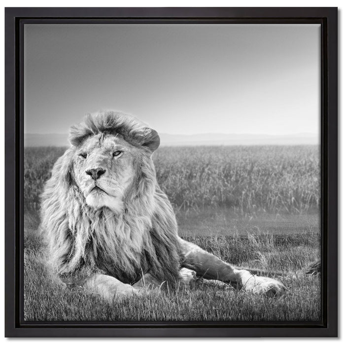 Majestätischer Löwe Kunst B&W auf Leinwandbild Quadratisch gerahmt Größe 40x40