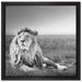 Majestätischer Löwe Kunst B&W auf Leinwandbild Quadratisch gerahmt Größe 40x40