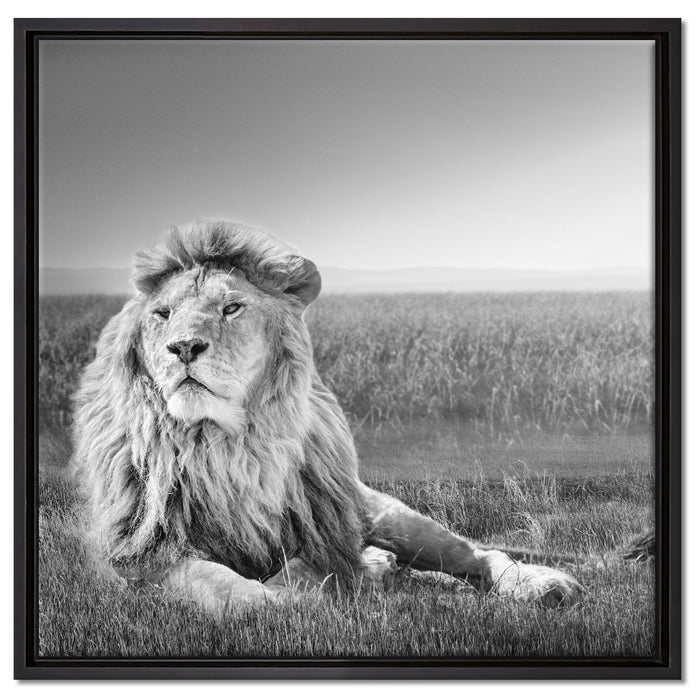 Majestätischer Löwe Kunst B&W auf Leinwandbild Quadratisch gerahmt Größe 60x60