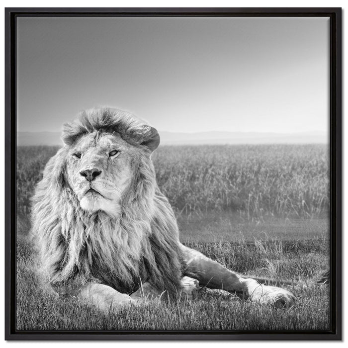 Majestätischer Löwe Kunst B&W auf Leinwandbild Quadratisch gerahmt Größe 70x70