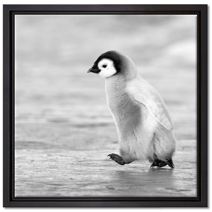 Kaiserpinguinkücken auf Leinwandbild Quadratisch gerahmt Größe 40x40