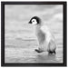 Kaiserpinguinkücken auf Leinwandbild Quadratisch gerahmt Größe 40x40