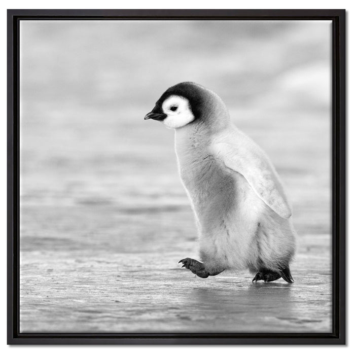 Kaiserpinguinkücken auf Leinwandbild Quadratisch gerahmt Größe 60x60