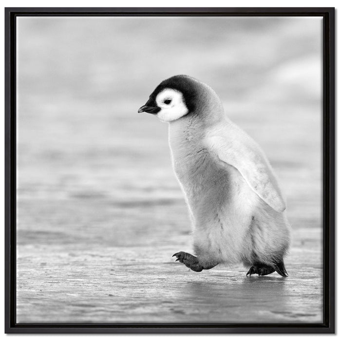 Kaiserpinguinkücken auf Leinwandbild Quadratisch gerahmt Größe 70x70