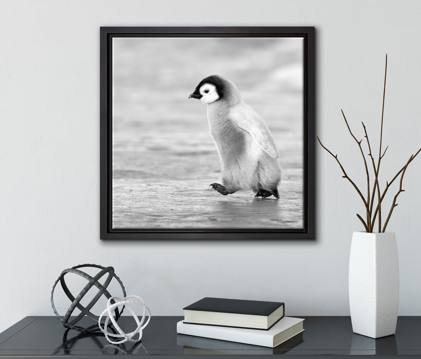 Kaiserpinguinkücken  auf Leinwandbild Quadratisch gerahmt mit Kirschblüten