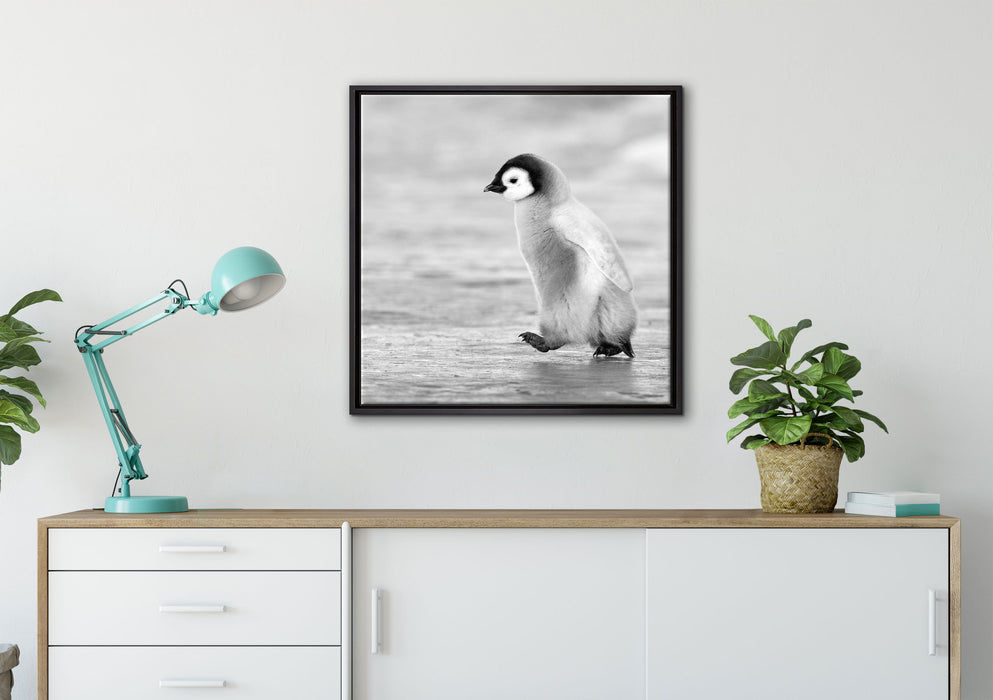 Kaiserpinguinkücken auf Leinwandbild gerahmt Quadratisch verschiedene Größen im Wohnzimmer