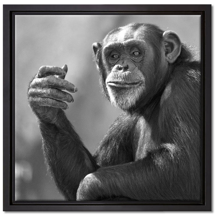 Aufmerksamer Schimpanse Kunst B&W auf Leinwandbild Quadratisch gerahmt Größe 40x40