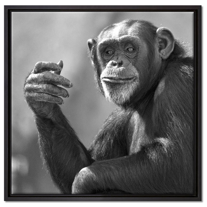 Aufmerksamer Schimpanse Kunst B&W auf Leinwandbild Quadratisch gerahmt Größe 60x60
