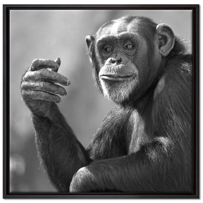Aufmerksamer Schimpanse Kunst B&W auf Leinwandbild Quadratisch gerahmt Größe 70x70
