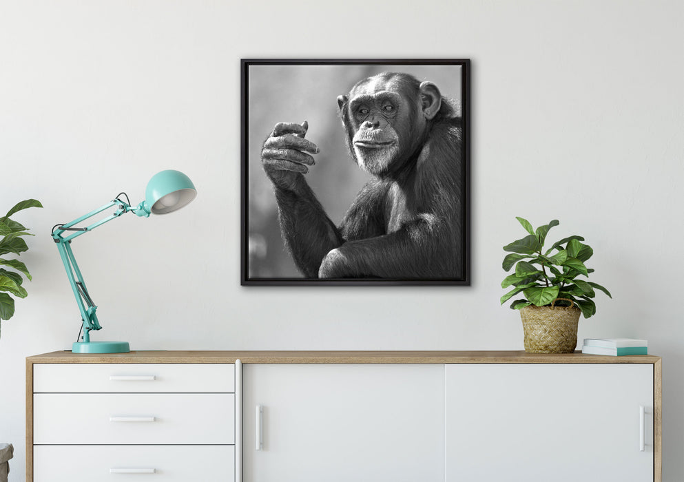 Aufmerksamer Schimpanse Kunst B&W auf Leinwandbild gerahmt Quadratisch verschiedene Größen im Wohnzimmer