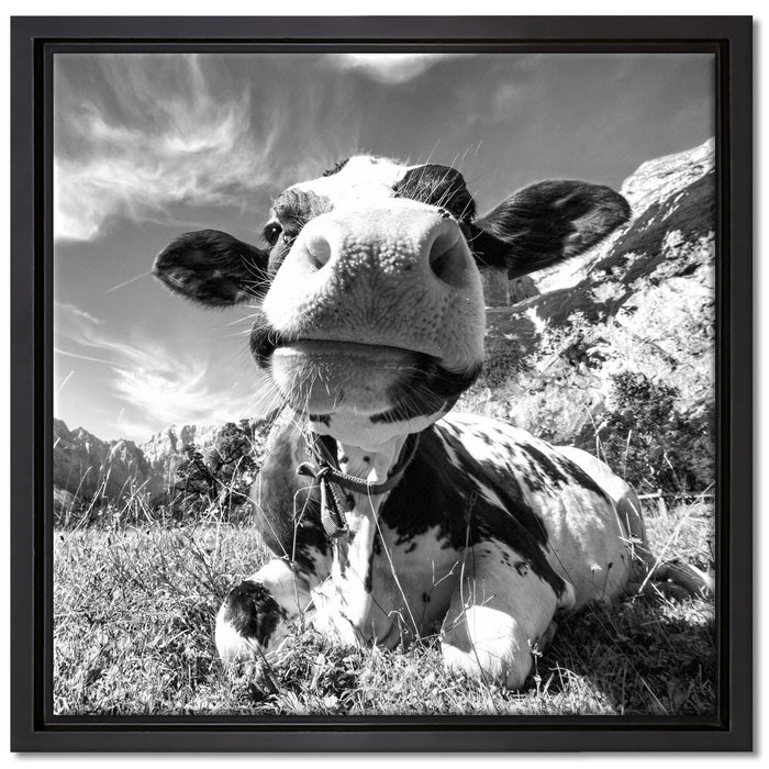 Kuh im Karwendelgebirge Kunst B&W auf Leinwandbild Quadratisch gerahmt Größe 40x40