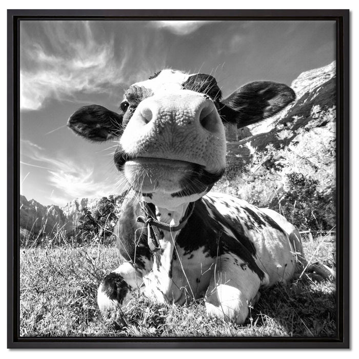 Kuh im Karwendelgebirge Kunst B&W auf Leinwandbild Quadratisch gerahmt Größe 60x60