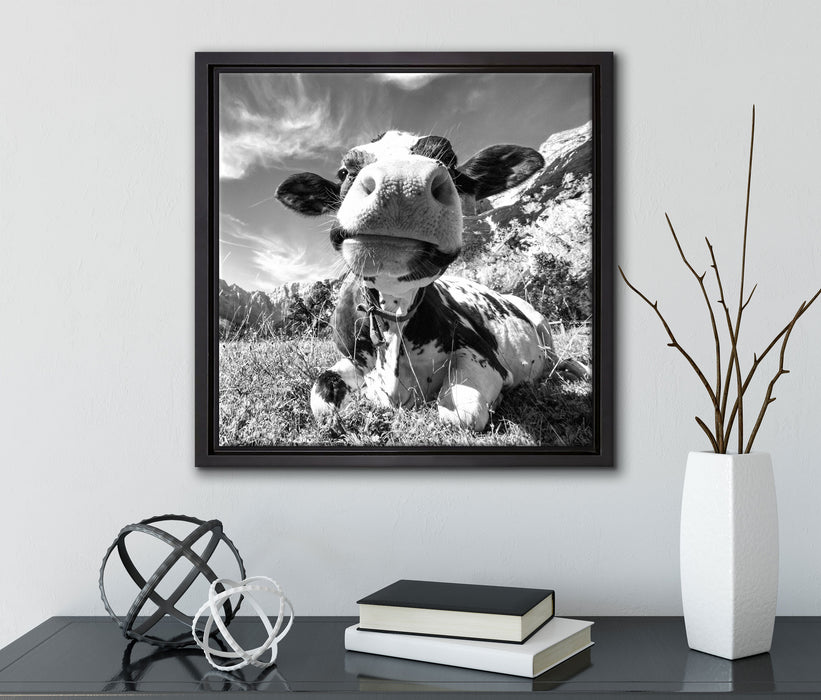 Kuh im Karwendelgebirge Kunst B&W  auf Leinwandbild Quadratisch gerahmt mit Kirschblüten