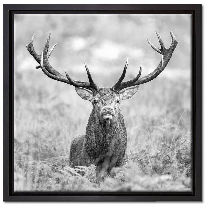Großer Hirsch im Feld Kunst B&W auf Leinwandbild Quadratisch gerahmt Größe 40x40