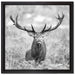 Großer Hirsch im Feld Kunst B&W auf Leinwandbild Quadratisch gerahmt Größe 40x40