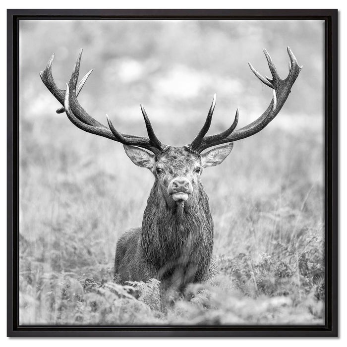 Großer Hirsch im Feld Kunst B&W auf Leinwandbild Quadratisch gerahmt Größe 60x60