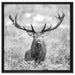 Großer Hirsch im Feld Kunst B&W auf Leinwandbild Quadratisch gerahmt Größe 60x60