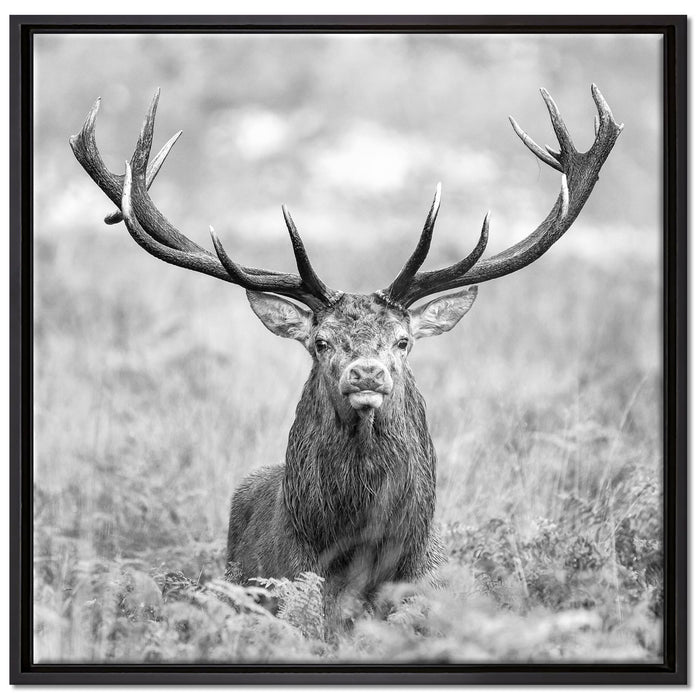 Großer Hirsch im Feld Kunst B&W auf Leinwandbild Quadratisch gerahmt Größe 70x70