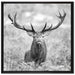 Großer Hirsch im Feld Kunst B&W auf Leinwandbild Quadratisch gerahmt Größe 70x70