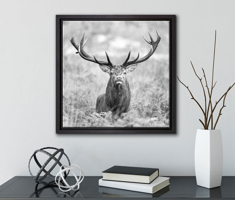Großer Hirsch im Feld Kunst B&W  auf Leinwandbild Quadratisch gerahmt mit Kirschblüten