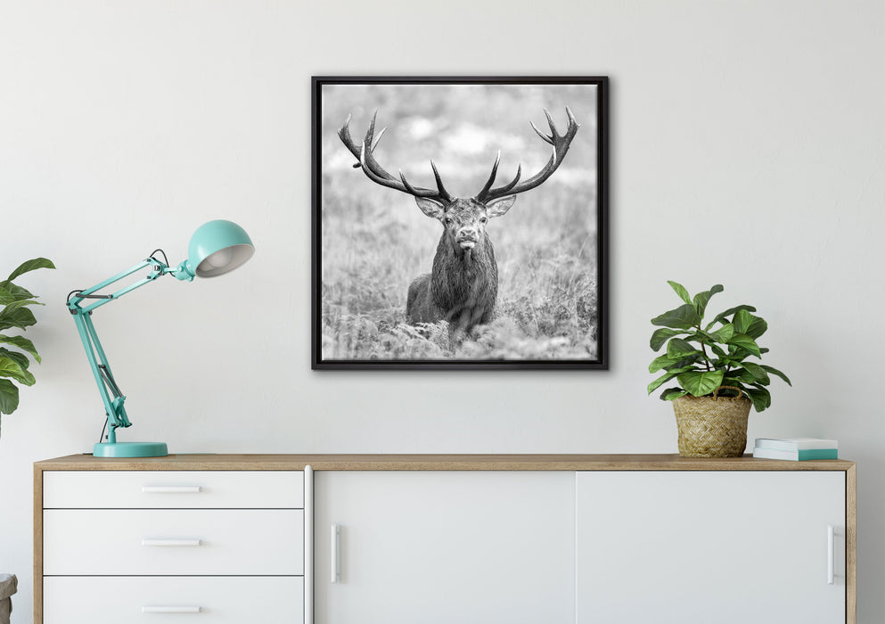 Großer Hirsch im Feld Kunst B&W auf Leinwandbild gerahmt Quadratisch verschiedene Größen im Wohnzimmer