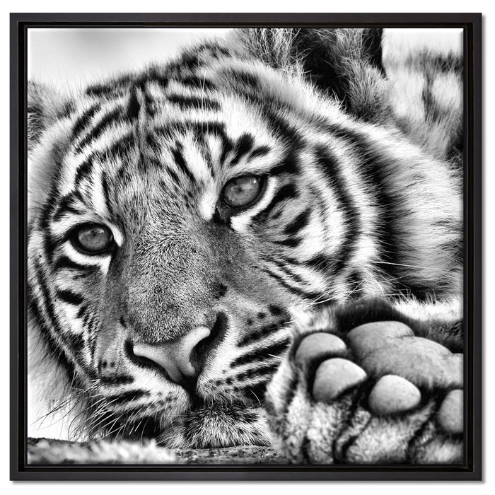 Tiger auf Leinwandbild Quadratisch gerahmt Größe 60x60