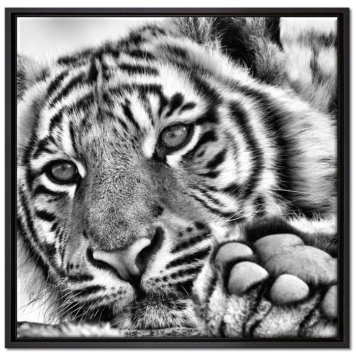 Tiger auf Leinwandbild Quadratisch gerahmt Größe 70x70