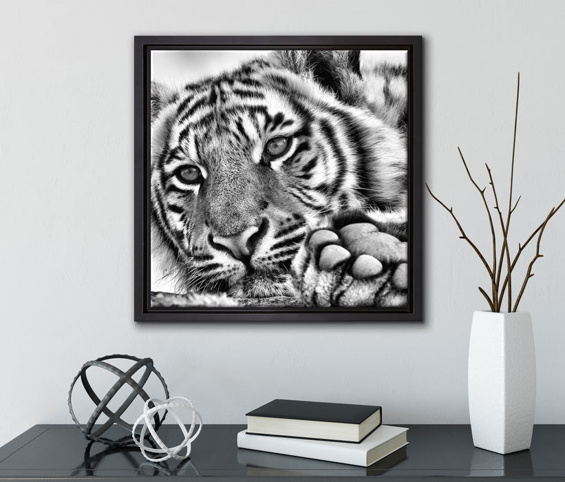 Tiger  auf Leinwandbild Quadratisch gerahmt mit Kirschblüten