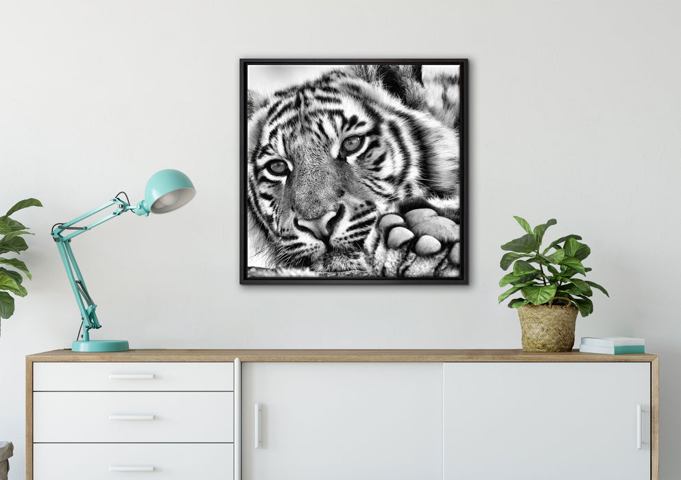 Tiger auf Leinwandbild gerahmt Quadratisch verschiedene Größen im Wohnzimmer