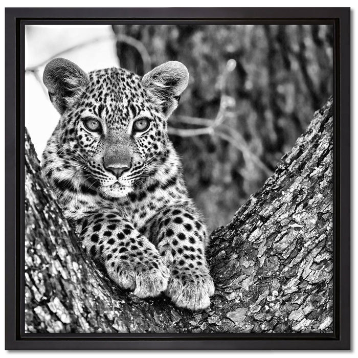 Leopardenbaby auf Leinwandbild Quadratisch gerahmt Größe 40x40