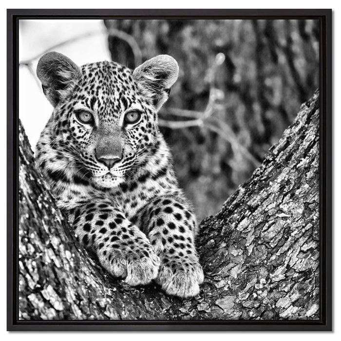 Leopardenbaby auf Leinwandbild Quadratisch gerahmt Größe 60x60
