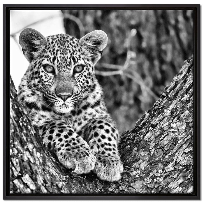 Leopardenbaby auf Leinwandbild Quadratisch gerahmt Größe 70x70