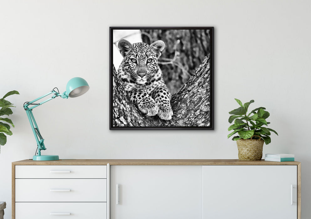 Leopardenbaby auf Leinwandbild gerahmt Quadratisch verschiedene Größen im Wohnzimmer