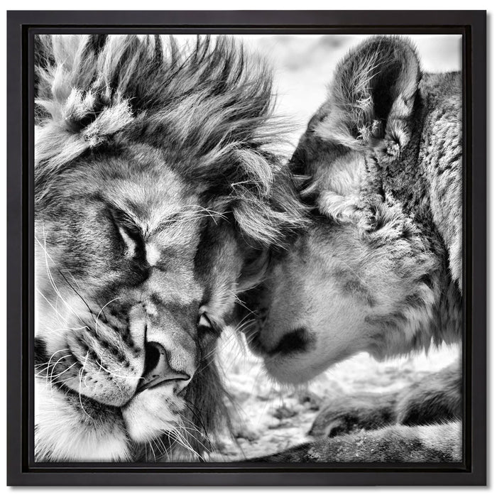Kuschelnde Löwen auf Leinwandbild Quadratisch gerahmt Größe 40x40