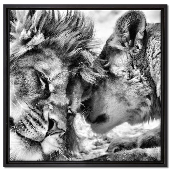 Kuschelnde Löwen auf Leinwandbild Quadratisch gerahmt Größe 60x60
