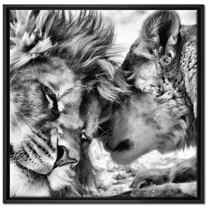 Kuschelnde Löwen auf Leinwandbild Quadratisch gerahmt Größe 70x70