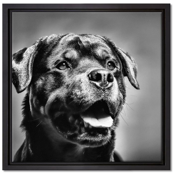 Treuer Rottweiler auf Leinwandbild Quadratisch gerahmt Größe 40x40