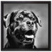 Treuer Rottweiler auf Leinwandbild Quadratisch gerahmt Größe 40x40