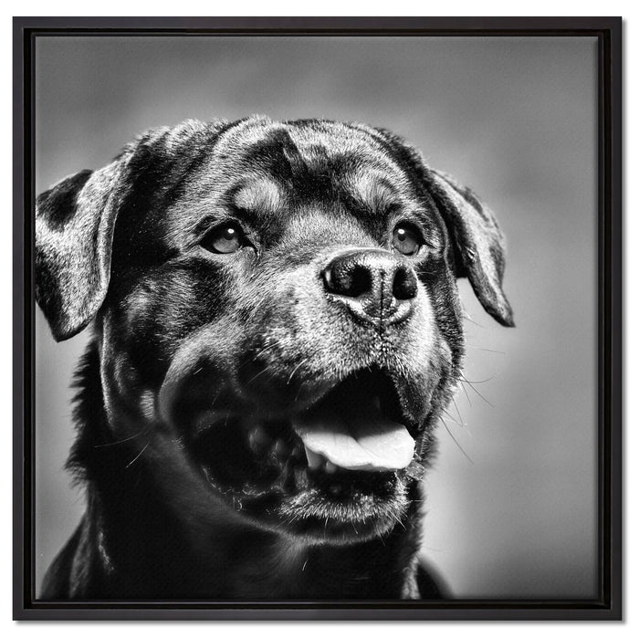 Treuer Rottweiler auf Leinwandbild Quadratisch gerahmt Größe 60x60