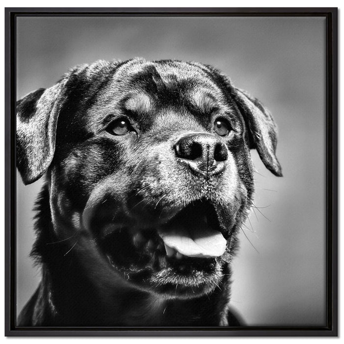 Treuer Rottweiler auf Leinwandbild Quadratisch gerahmt Größe 70x70