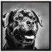 Treuer Rottweiler auf Leinwandbild Quadratisch gerahmt Größe 70x70