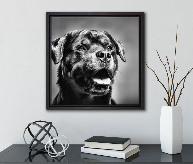 Treuer Rottweiler  auf Leinwandbild Quadratisch gerahmt mit Kirschblüten